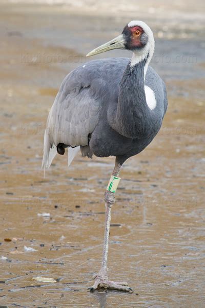 White-naped Crane Pictures and Photos - Photography - Bird | Wildlife ...