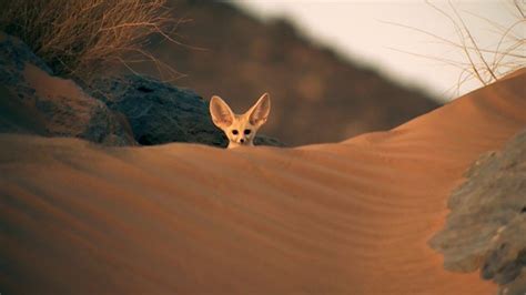 fennec fox habitat - Google Search Desert Fox, Fennec Fox, Desert Vibes, Tattoo Project, Super ...