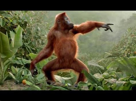 Funny Monkeys Dancing