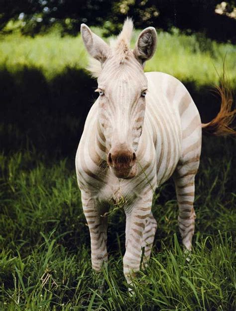 ALBINO ZEBRA | Cute animals, Pets, Animals