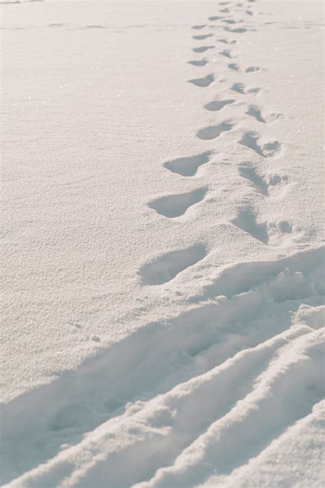 Snow Footprints Photos, Download The BEST Free Snow Footprints Stock ...