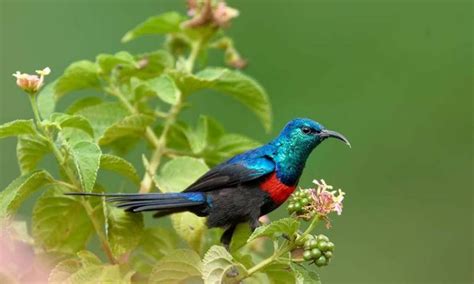 4 Days Queen Elizabeth Birding Safari | Uganda Biding Safaris