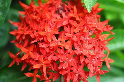 Dwarf Ixora Care Guide - Varieties, Growing Info + Tips | Green and Vibrant