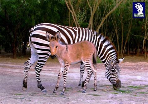 An amazing -- zebra-donkey or 'zonkey' baby --- naturally born at ...