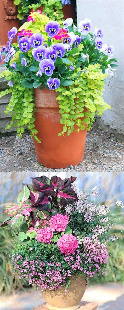 Colorful Flower Gardening in Pots ( 38 Designer Plant Lists for Each! ) - A Piece Of Rainbow