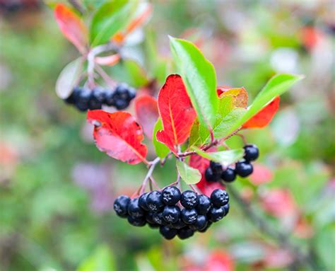 Chokeberries – sources, health benefits, nutrients, uses and constituents at NaturalPedia.com