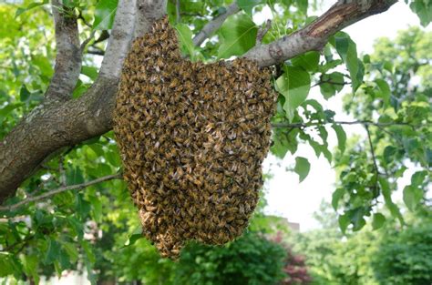 European honeybee