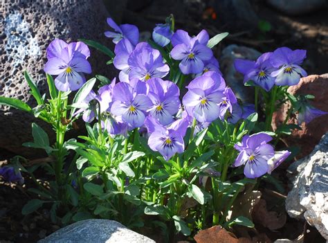 Photographing Flowers: Violets & Purples Through the Season