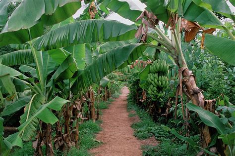 Unripe Bananas On A Plantation Photograph by Sue Ford/science Photo ...