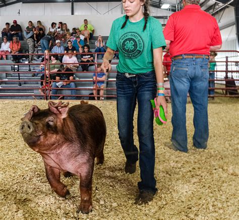 Washington County Fair livestock auction raises nearly $145,000 for 4-H youth | Arlington Citizen