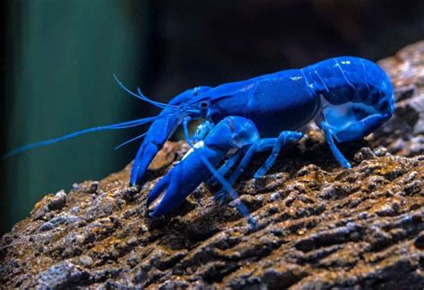 A calico lobster? The science behind rare lobsters is mesmerizing