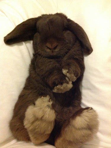 Just 29 Baby Bunnies Sleeping Like Absolute Weirdos | Cuteness