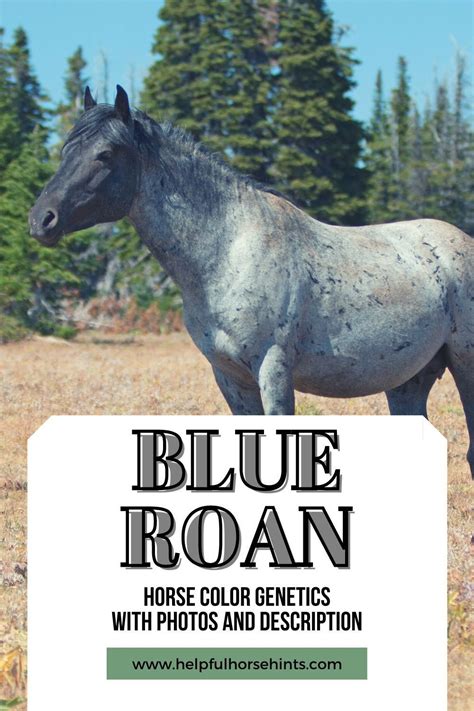 Blue Roan Horse Color Genetics with Photos and Descriptions | Blue roan horse, Blue roan, Horses