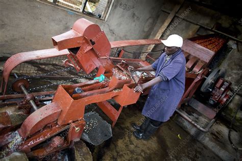 Coffee cherry processing, Kenya - Stock Image - C049/3002 - Science ...