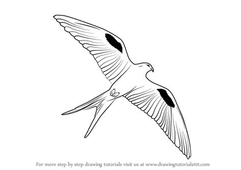 How to Draw a Scissor-tailed kite (Bird of prey) Step by Step ...