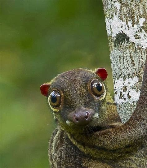 Colugo Flying Lemur. What a cutie. | Animals beautiful, Rare animals, Flying lemur