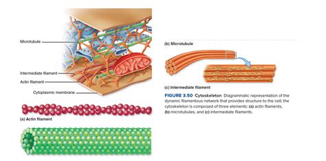 Answered: Microtubule (b) Microtubule… | bartleby