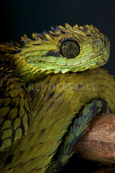 REPTILES4ALL | Atheris hispida