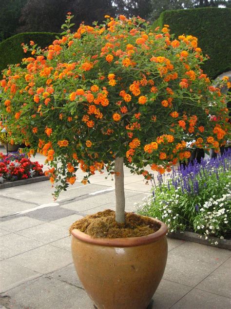 Beautiful~Spreading sunset Lantana...Orange Drought Tolerant Plant for Garden | Eden Makers Blog ...