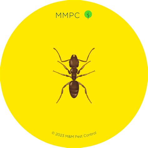 Ants - MMPC