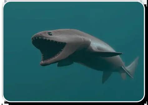 Frilled Sharks Are An Interesting Species Of Shark - Shark Sider