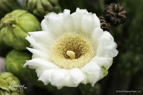 Saguaro Cactus Flower | Floating Petals Wednesday's Flower