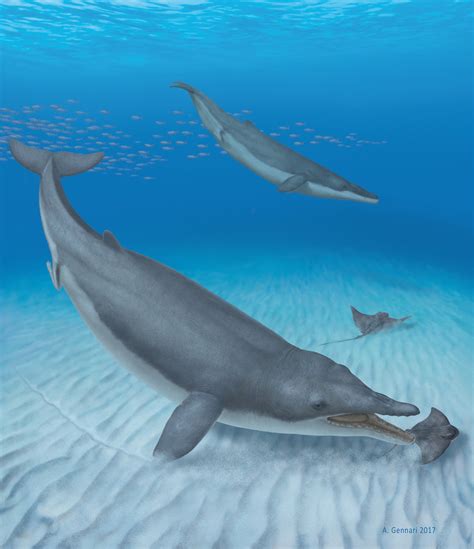 New fossil discovery changes evolutionary history of baleen whales ...