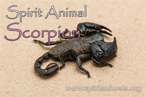 Scorpion Spirit Animal - Meaning and Symbolism - Spirit Animals