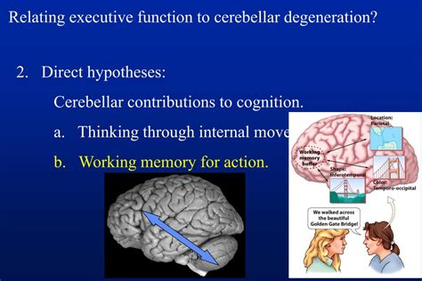 PPT - The Cerebellum and Cognition: A 25-Year Check Up PowerPoint ...