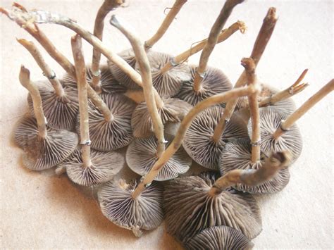 Psilocybe Stuntzii - Mushroom Hunting and Identification - Shroomery Message Board