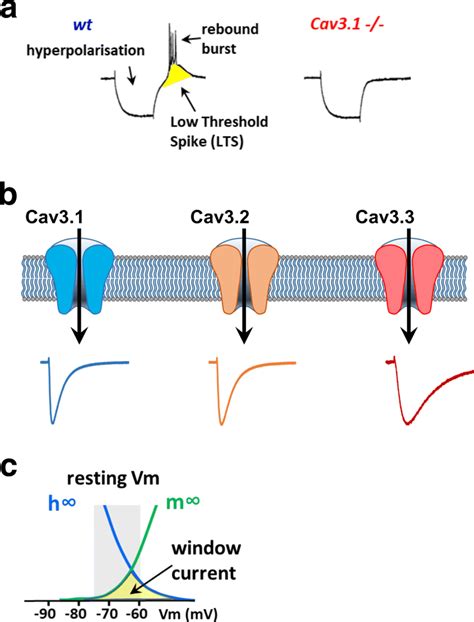 Electrophysiological properties of T-type/Ca3 channels. a Illustration... | Download Scientific ...