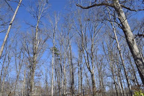 Barren Forest Trees Free Stock Photo - Public Domain Pictures