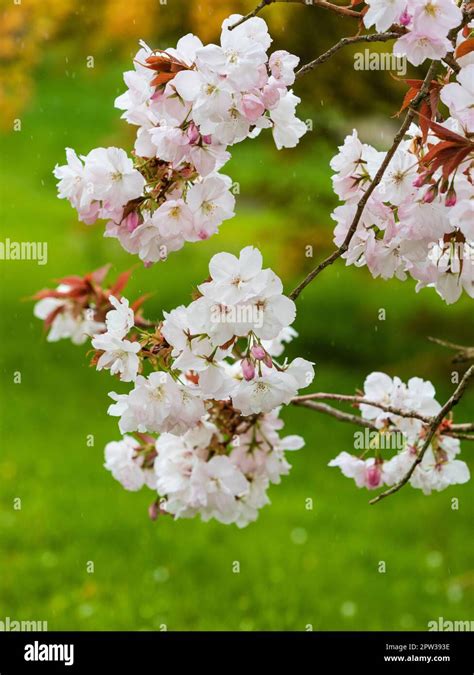 White spring blossom of the ornamental spring flowering cherry, Prunus ...