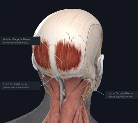 Occipital Neuralgia Surgery Video - mapayakusa