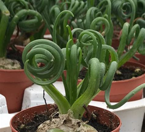 Albuca Frizzle Sizzle® | Calloway's Nursery