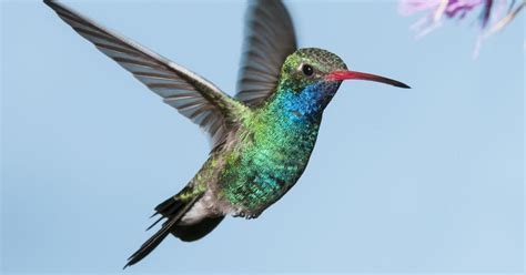 Nature up close: Hummingbirds - CBS News