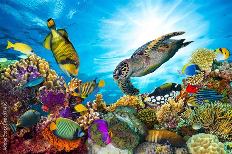 underwater sea life coral reef panorama with many fishes and marine ...