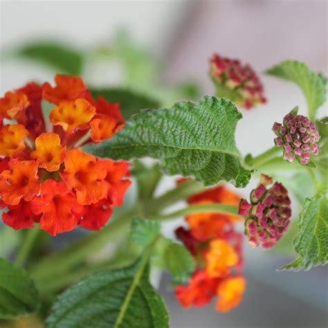 How to Plant Lantana From Cuttings | eHow | Lantana plant, Propagating plants, Lantana