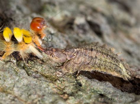 https://flic.kr/p/zjP82J | Owlfly Larva (Ascalaphidae) 2 | These are ...