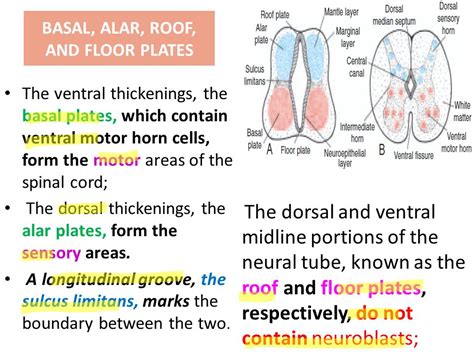 Sulcus Limitans Spinal Cord