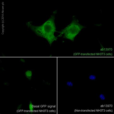 Anti-GFP antibody (ab13970) | Abcam