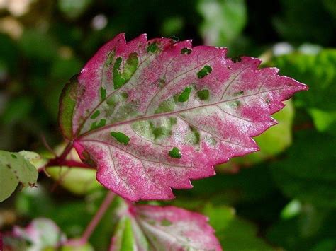 PlantFiles Pictures: Variegated Tropical Hibiscus 'Snow Queen' (Hibiscus rosa-sinensis) by htop