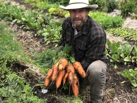 Carrot Plant Images