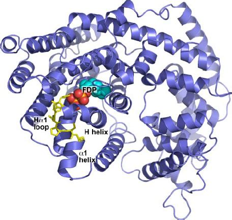 Homology model for the apple ␣ -farnesene synthase MdAFS1. The model ...