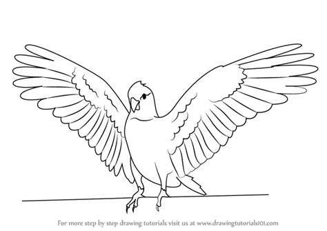 Step by Step How to Draw a Galah : DrawingTutorials101.com