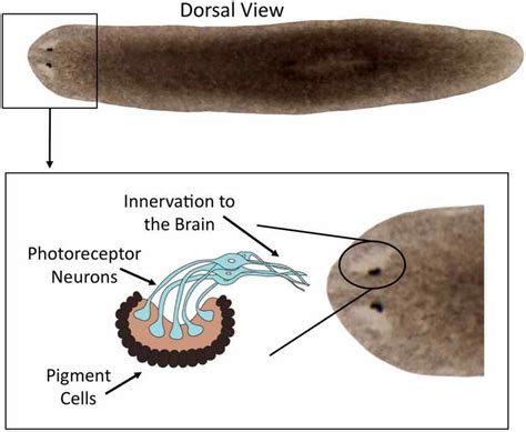 Planarian – Biology, Classification, Characteristics, and Regeneration