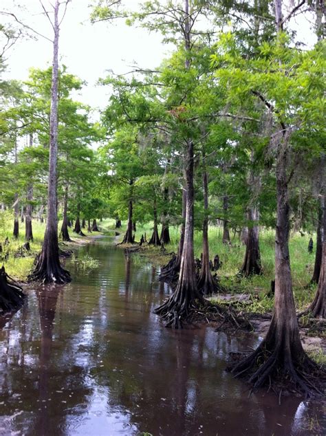 Cypress trees! My favorite kind of tree! #cypress #swamp #florida #floridagrown #everglades ...