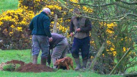 Badger baiting - BBC News