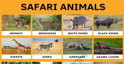 Safari Animals: List of Awesome Safari Animals with Facts • 7ESL