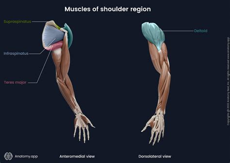 Posterior Deltoid Muscle